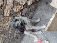 8 aylık kangal köpeği