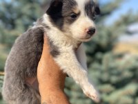Ankaranın en kaliteli border collie yavruları