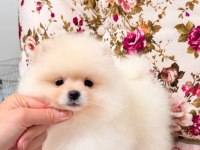 AYI SURAT DİŞİ POMERANİAN BOO YAVRU