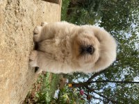 CHOW CHOW KÖPEĞİ