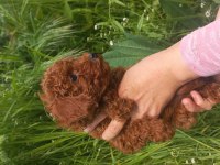 Kalite ortada 70 günlük poodle