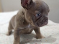 İsabella and tan erkek yavru french bulldog