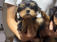 Kaliteli yorkshire terrier yavrularımız
