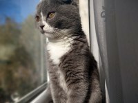 Ücretsiz Scottish Fold