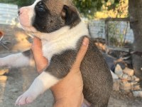 Baba cane corso anne presa canario yavrular 9 adet