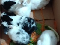 yavru hollanda lop kırması tavşanlar
