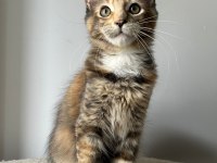 Sağlık Ve Irk Garantili Minik Maine Coon Devler