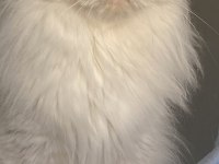 British Longhair Ücretsiz Sahiplendirme