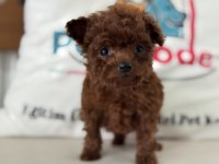 Petmode köpek çiftliğinden tea cup poodle yavrular