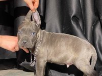 İri yapılı veteriner kontrollü blue ve siyah cane corso