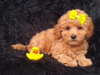 Core maltipoo bebekler