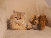 British longhair golden ny25 kızım full secereli