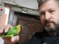 El Besleme Cennet ve Sevda Papağanı Yavru