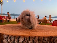 Floki sahnede o bir blue teddy lop tavşan