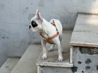 French bulldog köpeğimize yeni sahibi aranıyor paploya