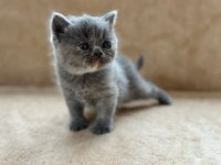 Eşsiz Güzellikte Blue British Shorthair