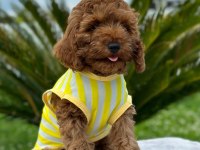 Tüy yumağı toy poodle yavrularım