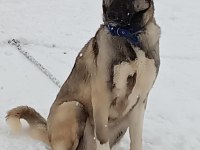 KANGAL YAVRUSU