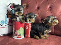 Antiallerjik tea cup yorkshire terrier yavrularımız