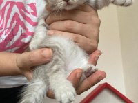 45 günlük yeni yuvaya hazır scottish fold