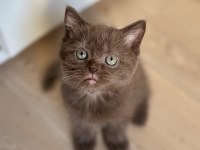 British Shorthair Çikolata