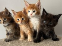 Sağlık Ve Irk Garantili Minik Maine Coon Devler