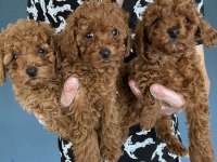 BEBEK YÜZ  TOY POODLE YAVRULAR ANKARA MAĞAZAMIZDA GÖRN