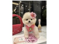 Pomeranian boo