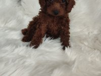 Toy poodle brown cana yakın