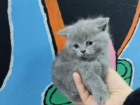 British shorthair ve scottish fold yavru köpeklerimiz