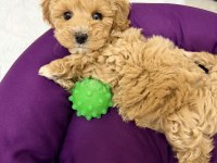 Podell_ankara sizin için seçtiği özel yavru köpekler