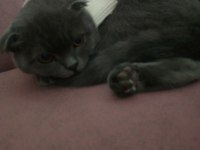 Kırık kulak scottish fold
