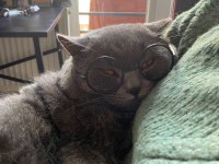 Arif Yuva Arıyor British Shorthair