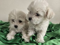 Teacup maltese köpekler
