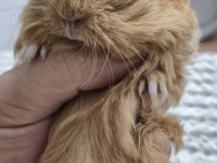 Safkan Tek Renk Sheltie Ginepig Bebek