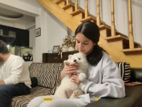 25 Ocak doğumlu safkan samoyed (çiftlik üretimi değiller)