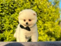 SEVİMLİ POMERANİAN BOO BEBEKLER