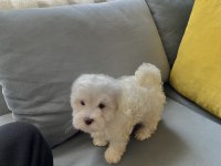 Mini boy show kalitede safkan maltese terrier