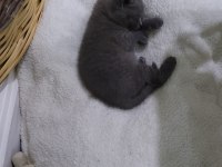Yavru british shorthair