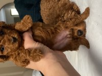 Dişi koyu renk poodle