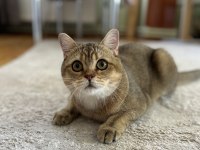 British shorthair erkek kedimiz