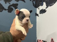 Safkan French Bulldog Yavrularımız 45 Günlük