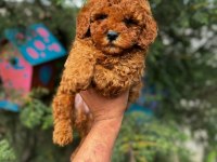 Red Toy Poodle Yavru
