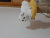 Scottish fold