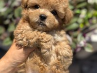 ARANILAN GÜZELLİKTE MALTIPOO YAVRUM