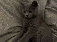 British shorthair erkek 4 aylık