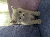 3 british shorthair 1 tane nadir bulunan renk