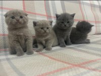 40 günlük safkan A kalite british shorthair yavrular