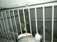 Çift yavru alınmış çift sultan papağanlar