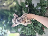 Tuvalet eğitimli french bulldog bebekler
